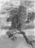 Tree at Seashore- graphite sketch