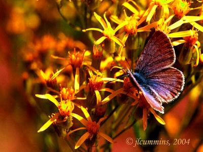 Unidentifed blue butterfly