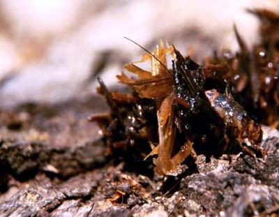 Caddis larva