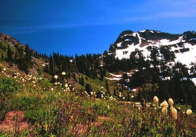 Bear Grass in Mt Rainier National Park