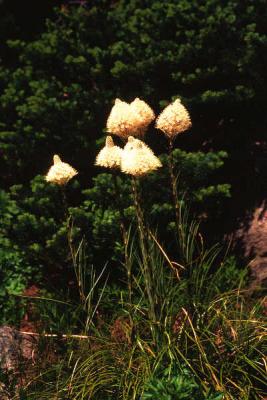 Bear Grass in Mt Rainier National Park