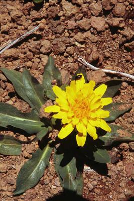 Pale agoseris. Agoseris glauca var dasycephela