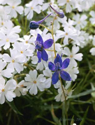 flox and delphinium