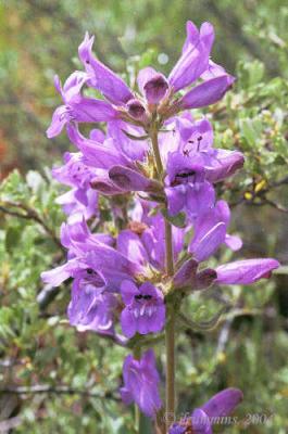 penstemon