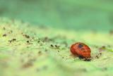 lady beetle pupa