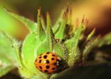 Asian ladybrid beetle, Harmonia oxyridis