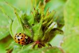 Asian ladybird beetle, Harmonia oxyridis