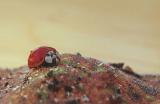 Asian lady beetle, Harmonia oxyridis