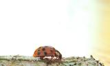 Asian lady beetle, Harmonia oxyridis
