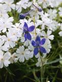 flox and delphinium