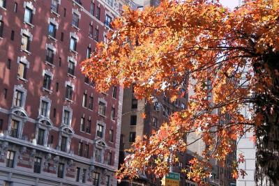 Central Park Fall 2001 IV