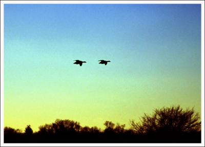 Hovering geese-Wildlife Refuge