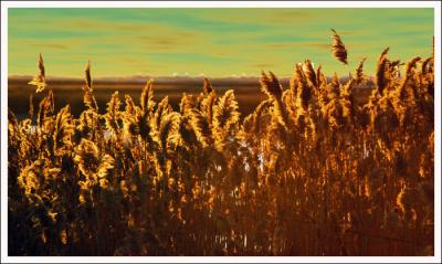 Sunset at NY wildlife refuge-Photoshop make over.jpg