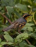 Male Varied Thrush
