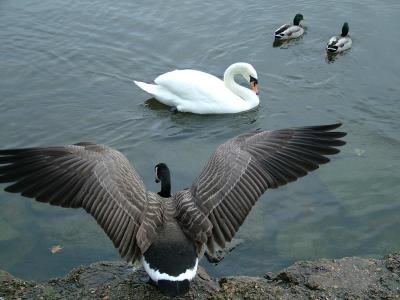 Mind the swan