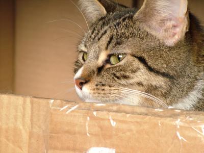 TERRER IN A BOX