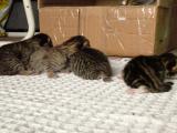 FOUR DAYS OLD