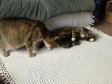CHAZ HAS HIS FIRST SMELL OF THE NEW KIDS.