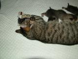 WIMPY PREFERS A CUDDLE TO FOOD