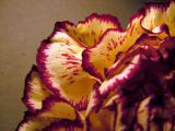A rose by any other name would be a rudy carnation.