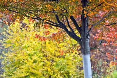_MG_0712.jpg