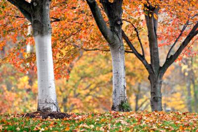 _MG_0716.jpg