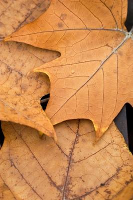 _MG_0720.jpg