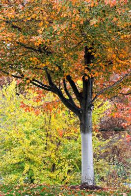 _MG_0744.jpg