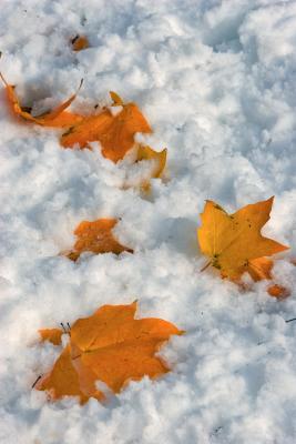 _MG_0514.jpg