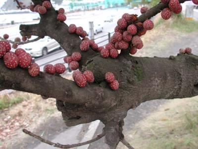 strange fruit tree, Sakurajima