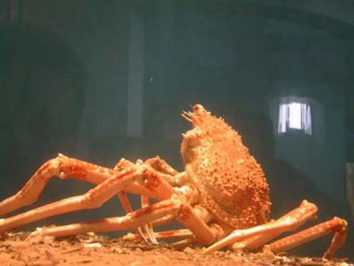 crab, Kagoshima Aquarium