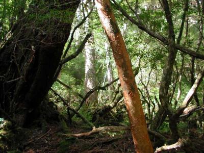 Yakusugi Cedar forest
