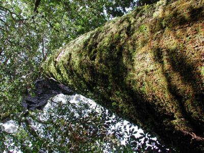 big tree, Yakusugi Cedar forest