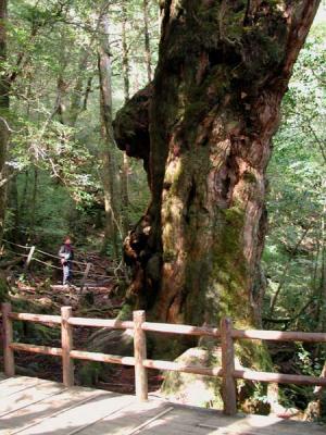 Yakusugi Cedar forest