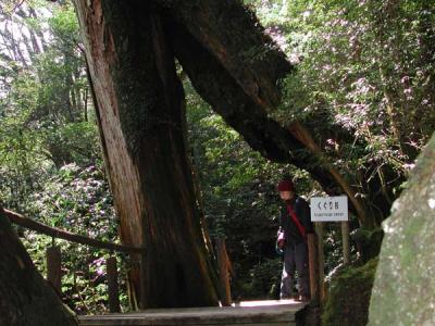 big split, Yakusugi Cedar forest