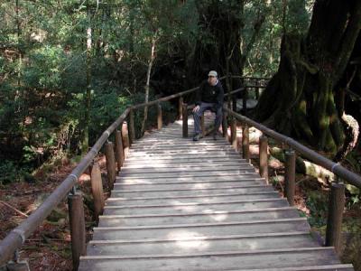 stay on the path, Yakusugi Cedar forest