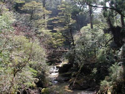 river, Yakusugi Cedar forest