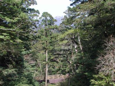 river view, Yakusugi Cedar forest