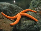 sea star, Kagoshima Aquarium