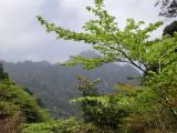 distant view, Yakusugi Cedar forest