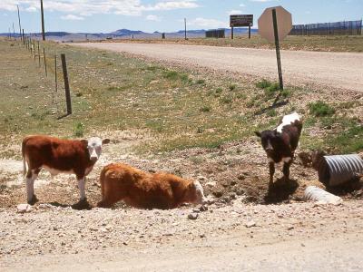 Cripple Creek (82).jpg