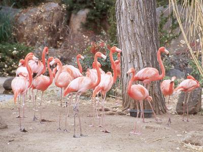 u49/jimbosphotos/medium/36647816.abqzoo_027.jpg