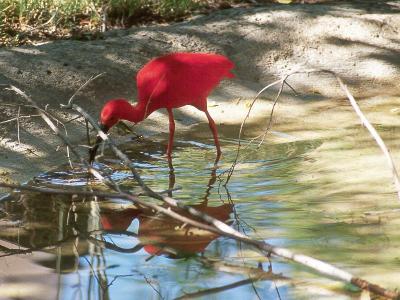 u49/jimbosphotos/medium/36648166.abq_zoo016.jpg