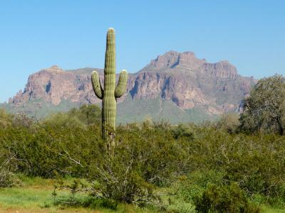 Lost Dutchman State Park