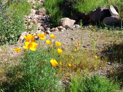Lost Dutchman State Park