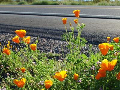 Arizona Spring Wildflowers