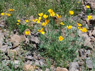 Picacho State Park