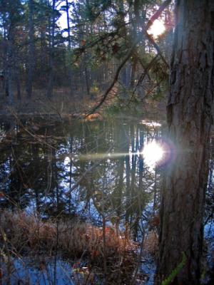 Berryman pond in the morning