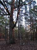 daybreak at Berryman