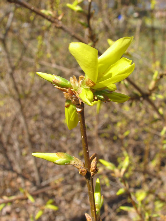 Eager Forsythia